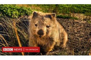 Šetač vombata, lovac na duhove: Za šta sve traže radnike u Tasmaniji - BBC News na srpskom