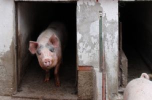 Ženu (67) iz Aleksinca teško povredila svinja, hospitalizovana u UKC Niš