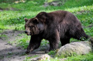 Nakon smrti mlade planinarke: Rumunija udvostručila kvote za ubijanje medveda