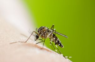 Broj zaraženih denga virusom u SAD porastao za skoro pet puta u odnosu na 2023.